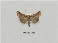 藏品(印華波紋蛾)的圖片